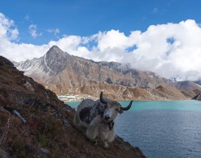 Gokyo Fifth Lake Trek Yak Gokyo Lake